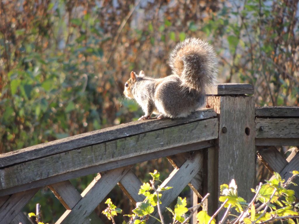 A Squirrel in St James Park