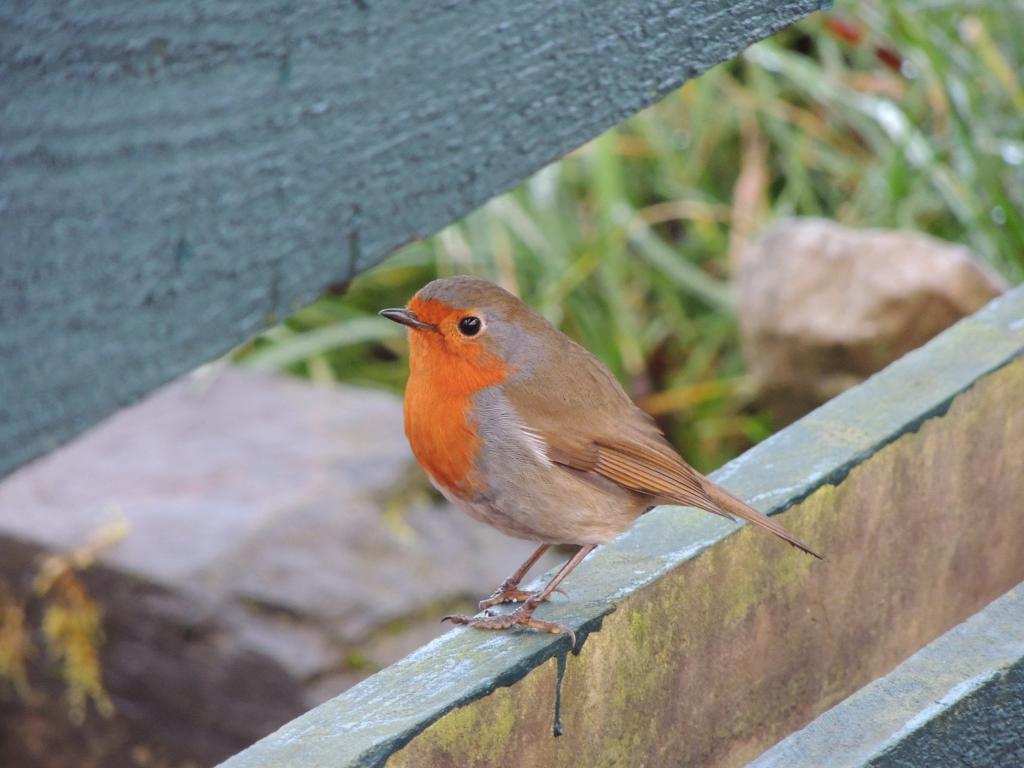 Local campsite wild life