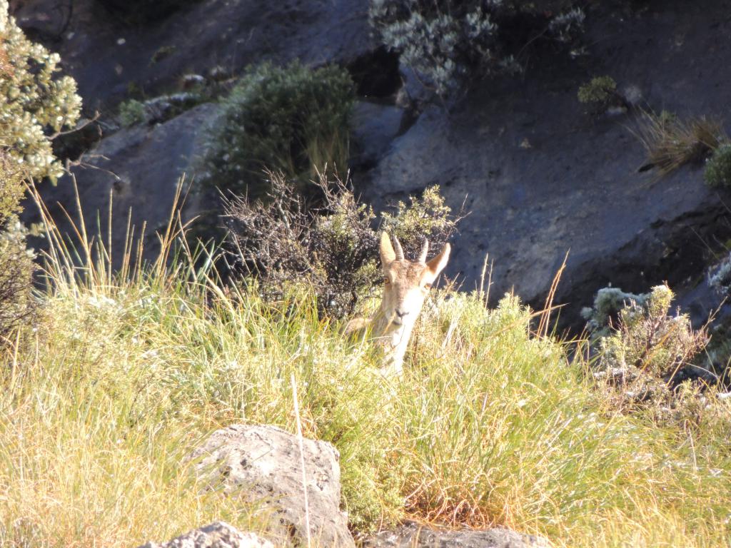 We were being hunted by mountain goats