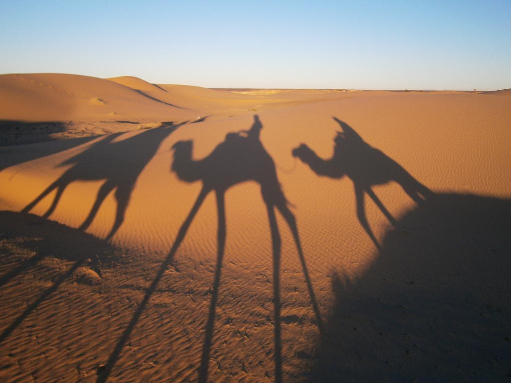 More ninja camels 