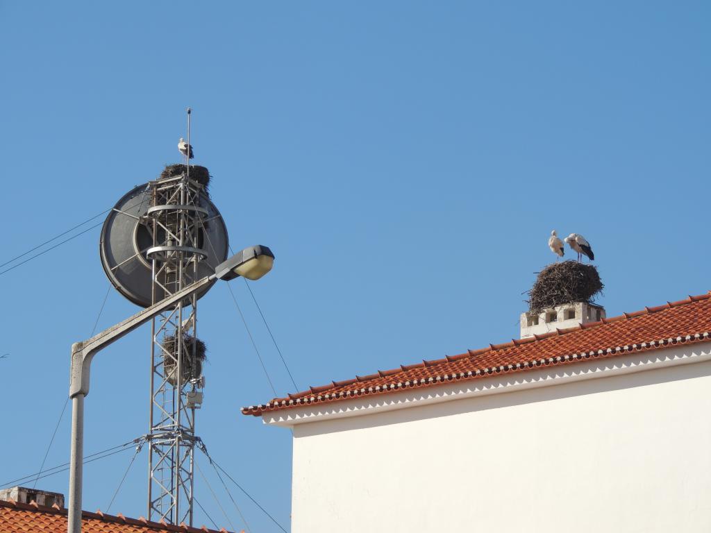 One of the many collections of bird's nests throughout the city (and Portugal)