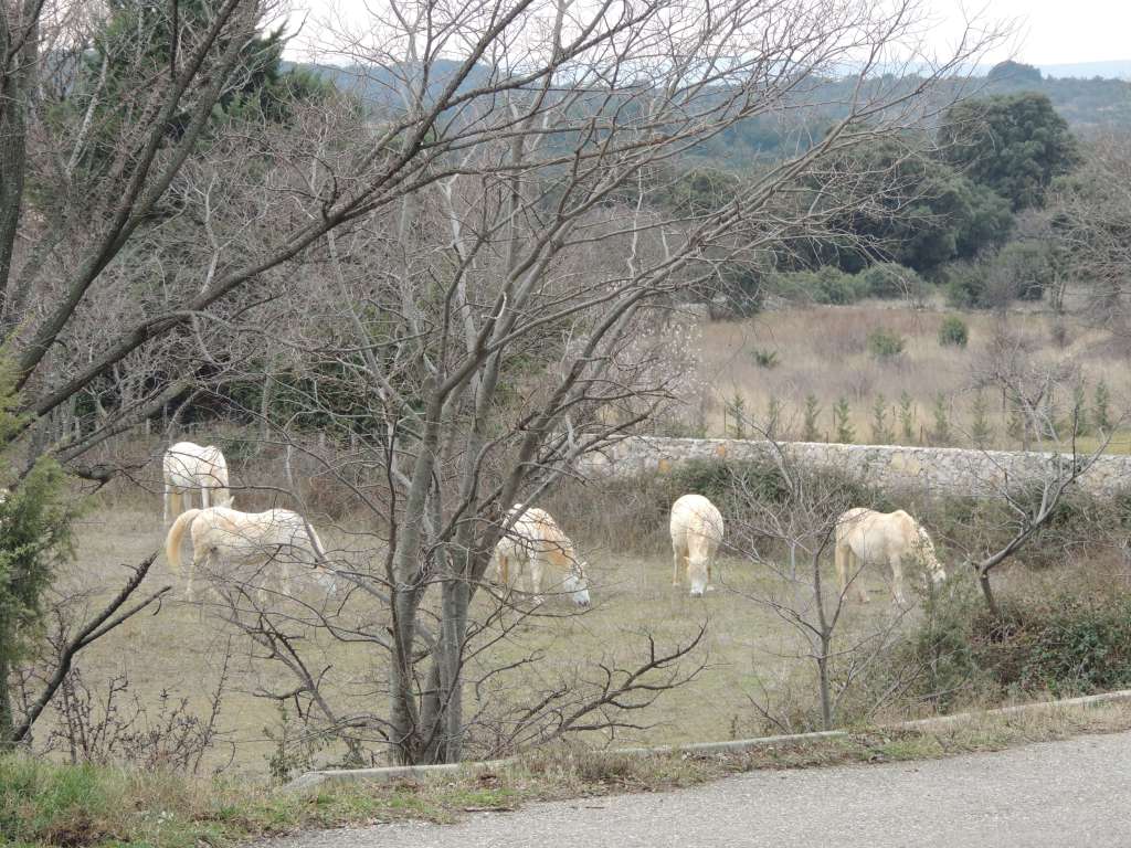 The friendly horses that came to say hello and get a pat when we arrived back