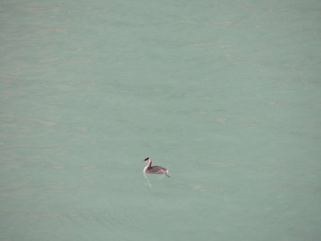 One of the many brave ducks swimming in the icy water