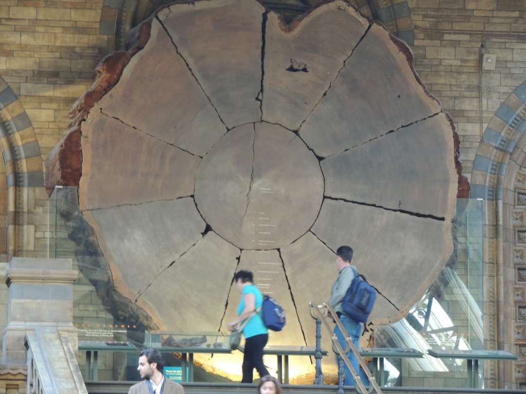 The cross section of the giant 1,300 year old sequoia.