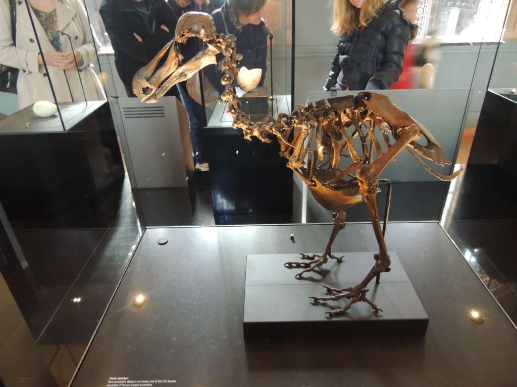 Dodo skeleton