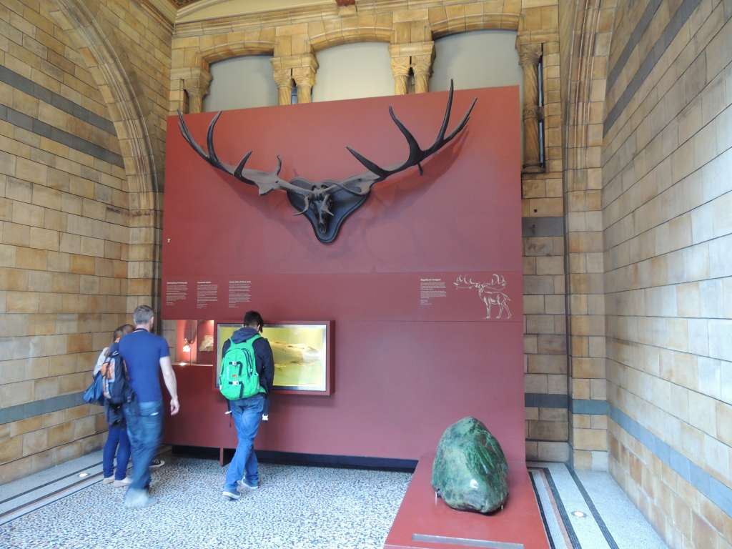 Gian Elk tusks. They would grow a new set each year.