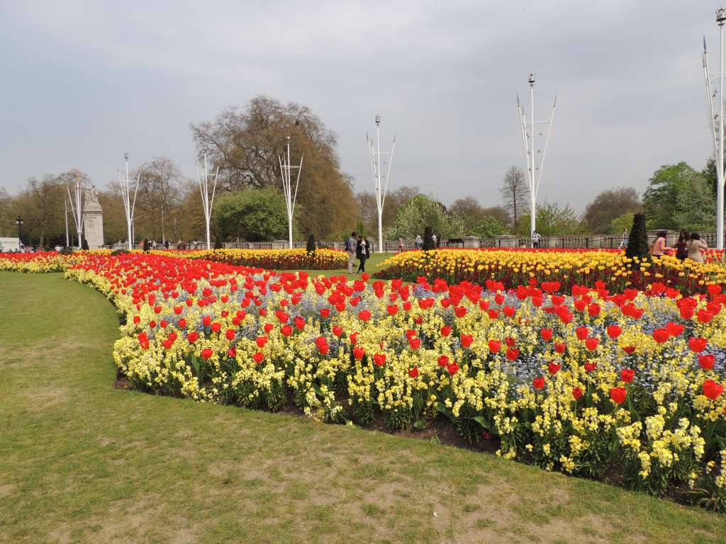 Spring tulips in London