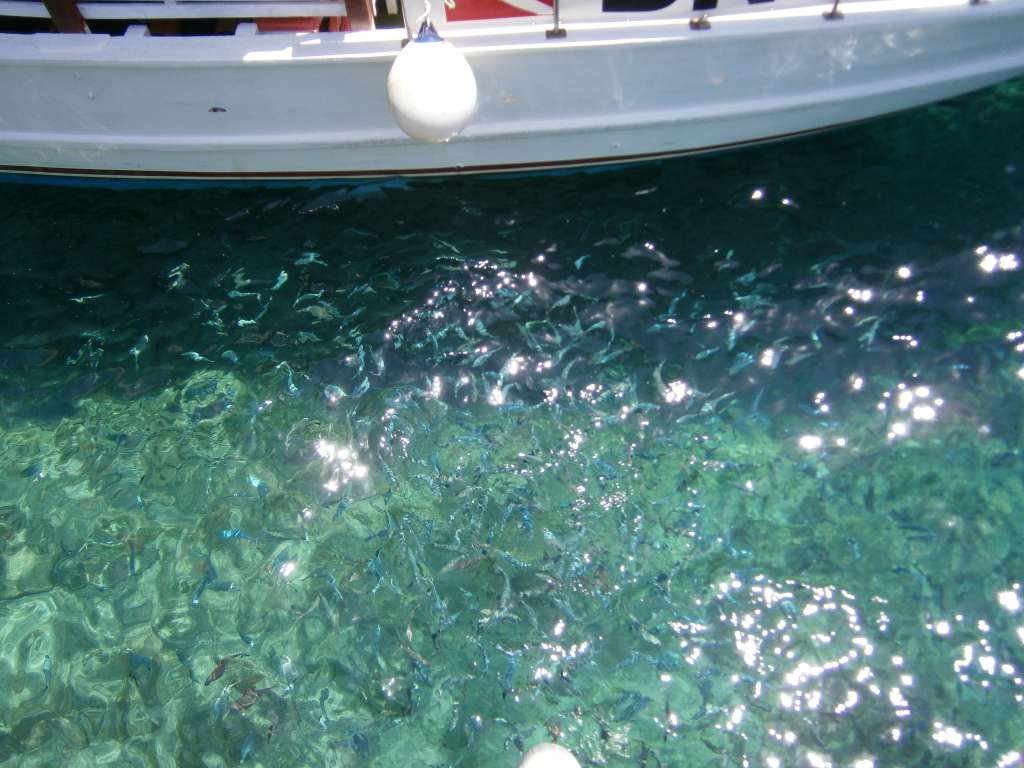 Heaps of fish in the water attracted by the food we were throwing in.