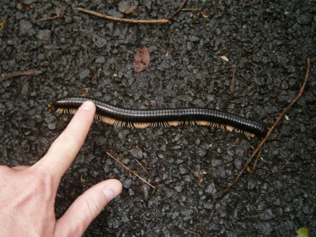 Massive Millipede