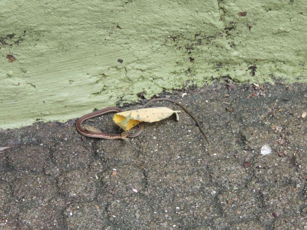 Baby snake that crossed our path