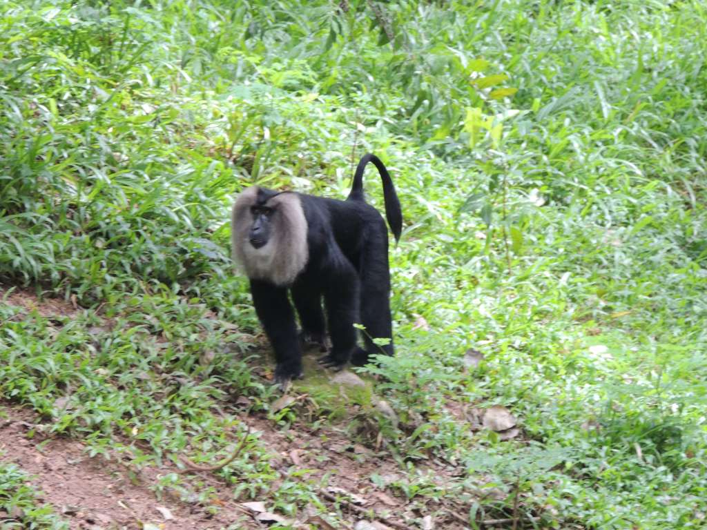 Apes in the zoo that was the inspiration for the "Life of Pi"