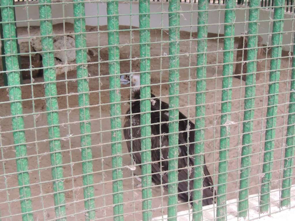 Vulture in a small cage :(