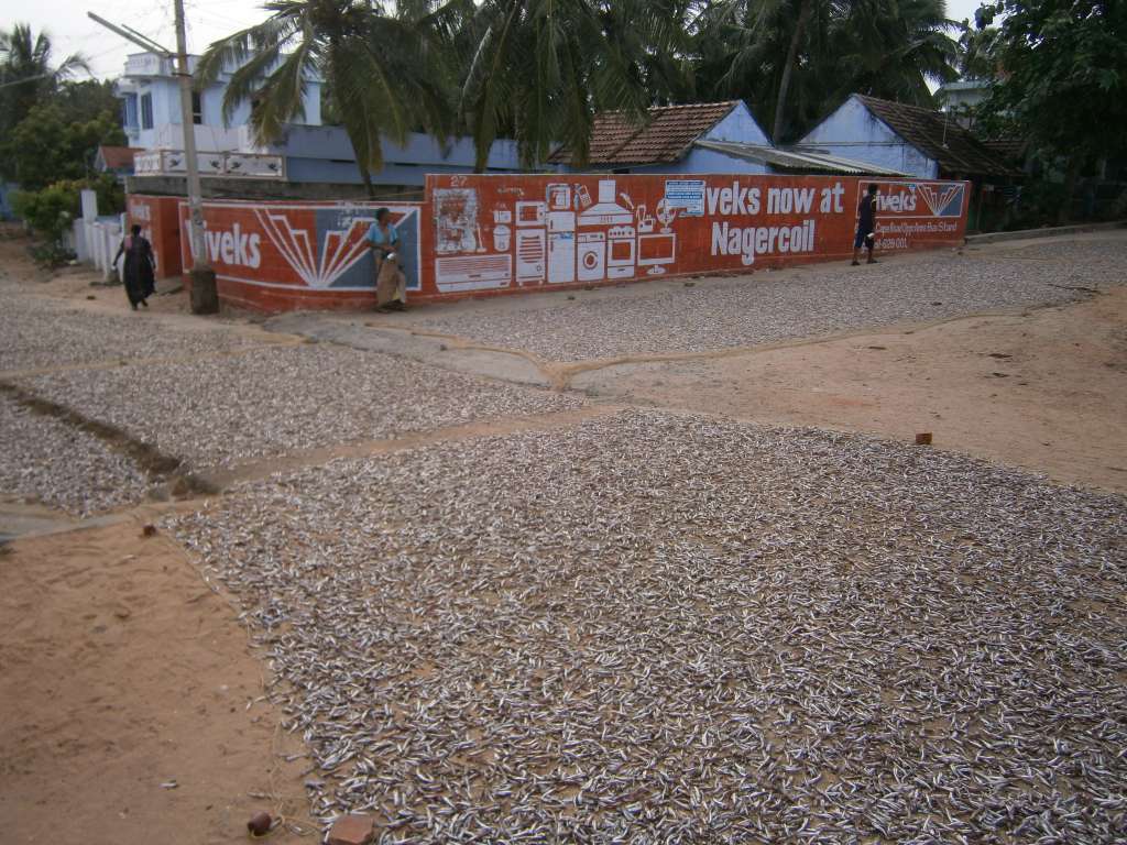 Streets filled with drying anchovies