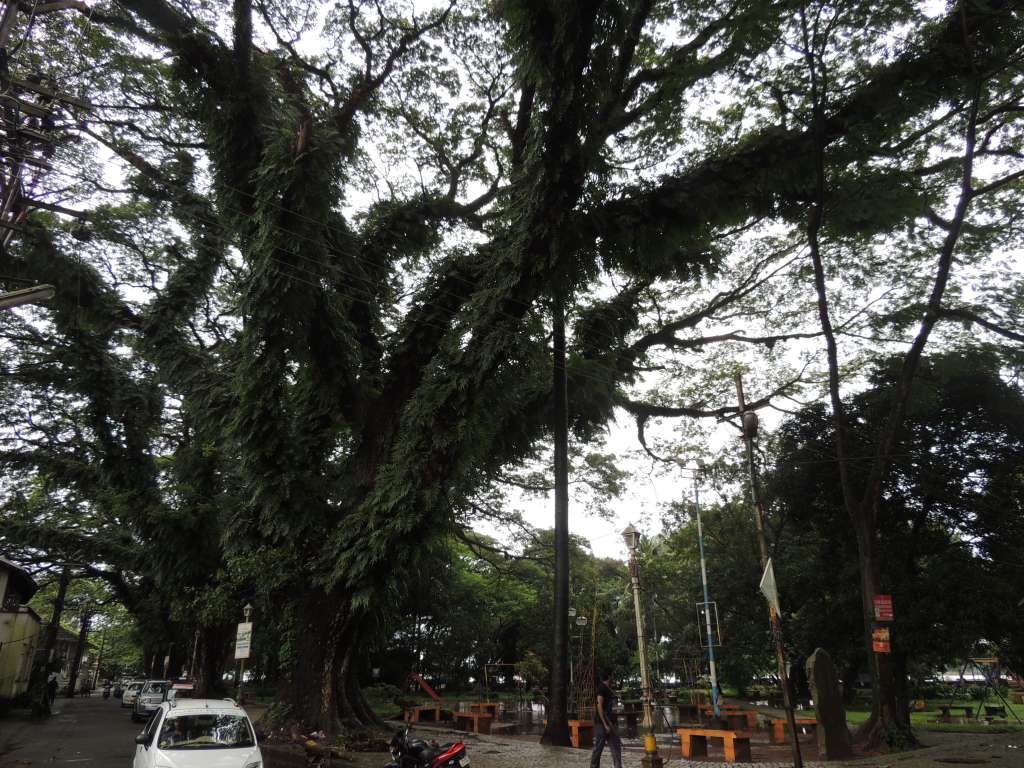 Lush green trees with plants growing on them