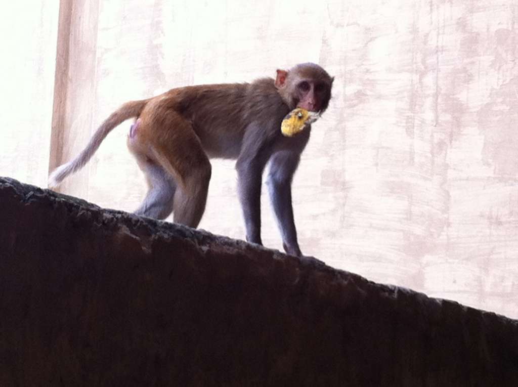 Monkeys outside our hotel room window.