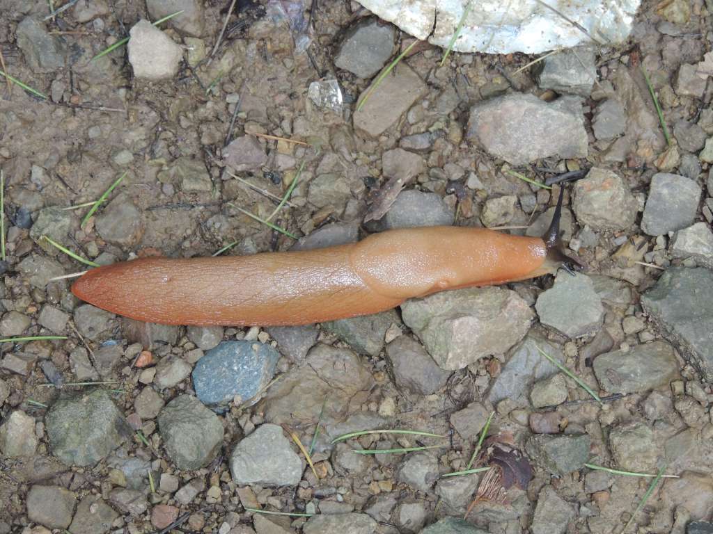 These big slugs were everywhere and often looked like a decomposing leaf