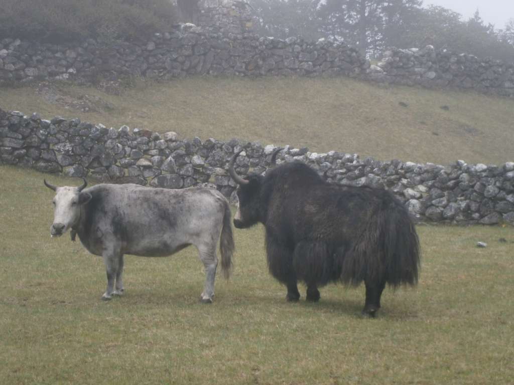 Our first view of Yaks