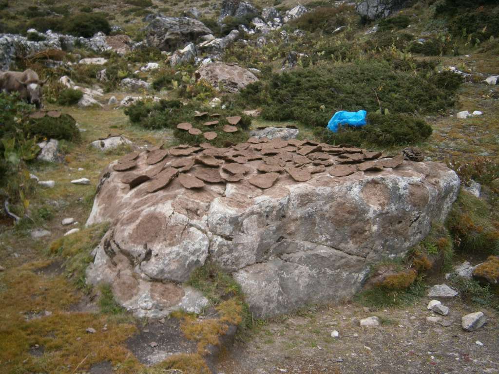 Yak poo drying to be used for fuel