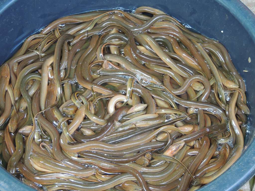 I think they were little eels but refrained from trying them.