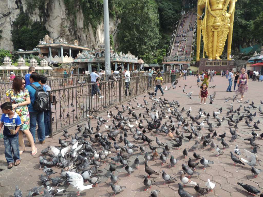 Lots of pigeons being fed by a young boy ...