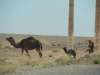 Nomad herding camels